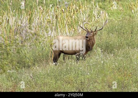 A large bull elk stands in tall grass in western Montana Stock Photo