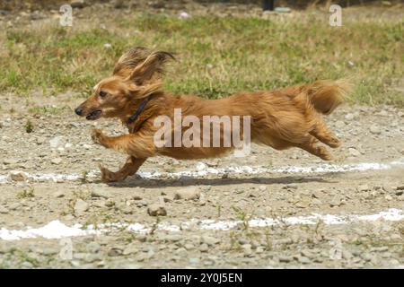 A shaggy haired Dachsund has a good run in the Rathdrum Days wiener dog race Stock Photo