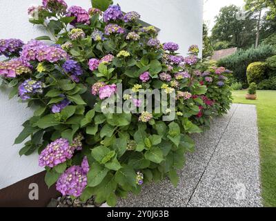 Hydrangea in bloom on the wall of a house in a garden, North Rhine-Westphalia, Germany, Europe Stock Photo
