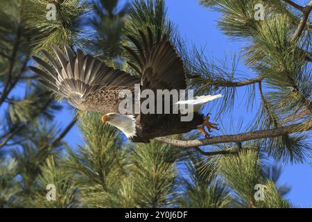 An American bald eagle flies off from a tree ins earch of food near Coeur d'Alene, Idaho Stock Photo