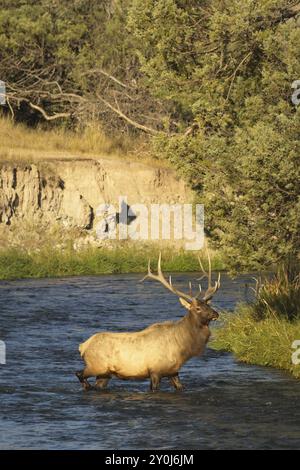 A large bull elk stands in the middle of a river in western Montana Stock Photo