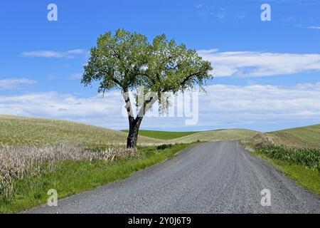 A lone tree stands next to a gravel road in the palouse region of eastern Washington Stock Photo