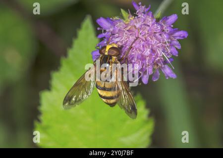 Hornet mimic hoverfly (Volucella inanis) sitting on a flower of a forest widow flower (Knautia dipsacifolia) with green background, Baden-Wuerttemberg Stock Photo