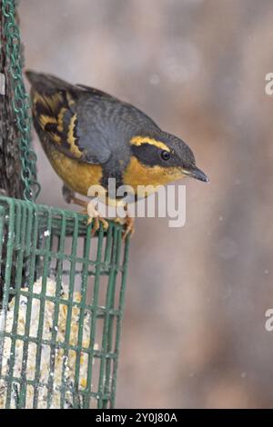 A male Varied Thrush is perched on top of a suet cage in north Idaho Stock Photo