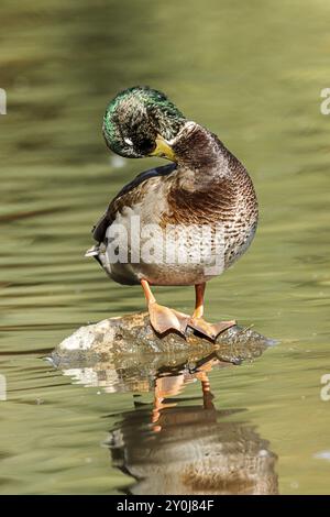 A mallard duck is busy preening itself at Cannon Hill Park in Spokane, Washington Stock Photo