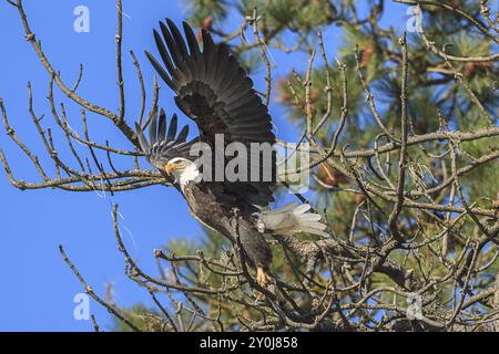 An american bald eagle flies off from a branch near Coeur d'Alene, Idaho Stock Photo