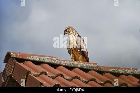 A large northern goshawk (Accipiter gentilis) sits on a roof looking for prey Stock Photo