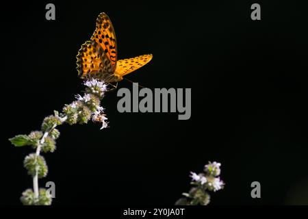 A tropical or Indian fritillary butterfly (Argynnis hyperbius) in a park in Kanagawa, Japan. Stock Photo