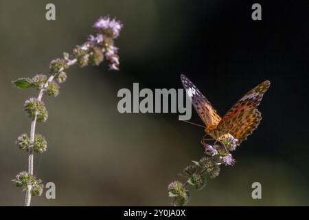 A tropical or Indian fritillary butterfly (Argynnis hyperbius) in a park in Kanagawa, Japan. Stock Photo