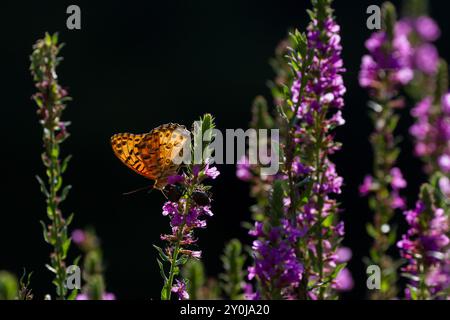 A tropical or Indian fritillary butterfly (Argynnis hyperbius) in a park in Kanagawa, Japan. Kanagawa, Japan Stock Photo