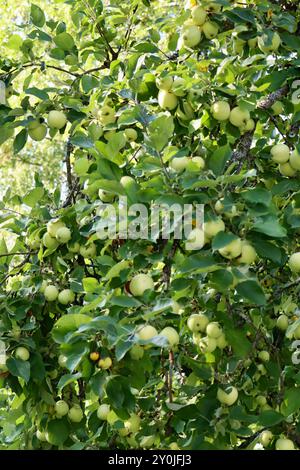 Apple tree in a private garden in southern Finland, August 2024 Stock Photo