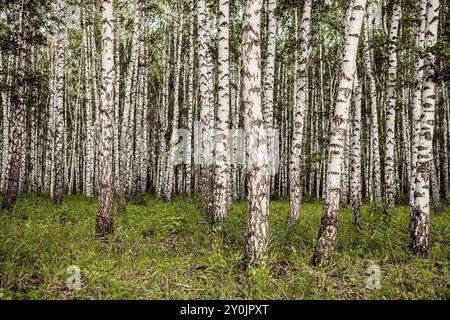 Birch grove in spring, birch tree trunks as a background. Stock Photo