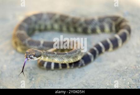 Northern Pacific Rattlesnake in defensive posture sticking out tongue. Russian Ridge Open Space Preserve, San Mateo County, California, USA. Stock Photo