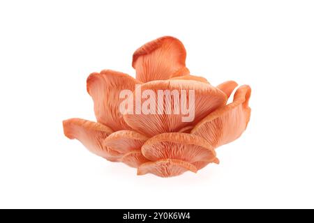 Beautiful Pink Oyster Mushroom on white background Stock Photo