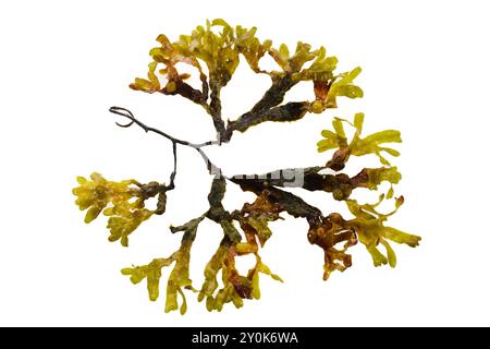 Seaweed plant On White Background Stock Photo