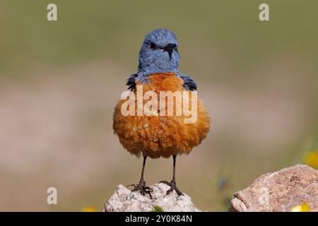 Rufous-tailed Rock-thrush, Gran Sasso National Park, Italy, July 2021 Stock Photo