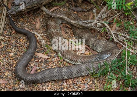 Australian highly venomous Eastern Tiger Snake Stock Photo