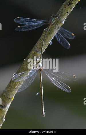 Weidenjungfer, Gemeine Weidenjungfer, Westliche Weidenjungfer, Große Binsenjungfer, Paarung, Pärchen, Tandem, Männchen und Weibchen, Chalcolestes viri Stock Photo