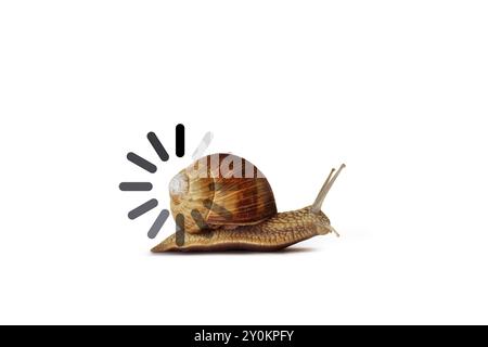 Snail with slow progress loading bar on white background - Concept of slow speed Stock Photo