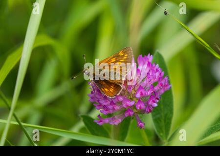 Large skipper butterfly sat on a Zig Zag clover head, County Durham, England, UK. Stock Photo