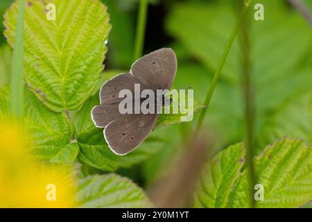 Ringlet Butterfly sat on a leaf. County Durham, England, UK. Stock Photo