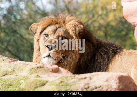 A portrait of a male Barbary Lion (Panthera leo leo), lying on a rock at Hannover Zoo. Stock Photo