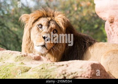 A portrait of a male Barbary Lion (Panthera leo leo), lying on a rock at Hannover Zoo. Stock Photo