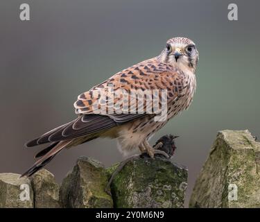 Kestrel - Female Stock Photo