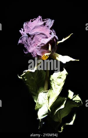 Close-up photograph, with great depth of field, of an old withered rose flower against a dark background illuminated by a low intensity spotlight. Stock Photo