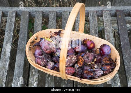 A trug full of rotten plums. Removed from the tree to avoid the spread of infection. These are Prunus domestica Burbank Giant Prune. Stock Photo