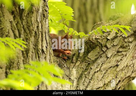 A red squirrel feeding on a slice of carrot perched in a tree in a park. Stock Photo