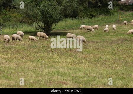 Flock of sheep grazing on pasture land in summertime Stock Photo