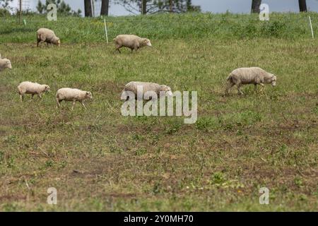 Flock of sheep grazing on a green pasture Stock Photo