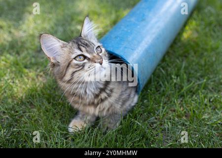 cute gray-brown tabby kitten climbed out of a pipe lying on the green grass. Playful cat life Stock Photo