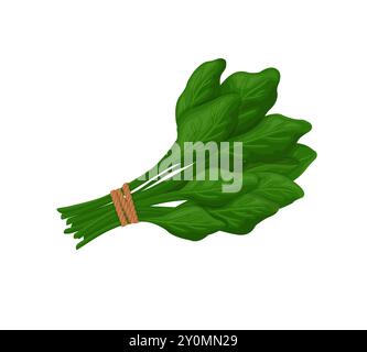 spinach green leaf set cartoon vector illustration Stock Vector Image ...