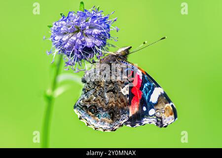 Red Admiral butterfly (Vanessa Atalanta) sitting on blue flower Devil's-bit scabious, isolated on green background Stock Photo