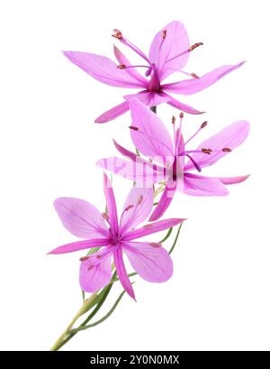 Pink Alpine willowherb flowers isolated on white Stock Photo