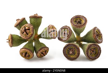 eucalyptus  fruits  isolated on white background Stock Photo