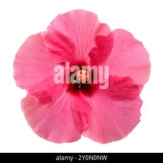 Pink hibiscus flower  isolated on white background Stock Photo