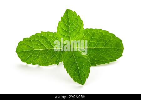 Fresh mint isolated on white background Stock Photo