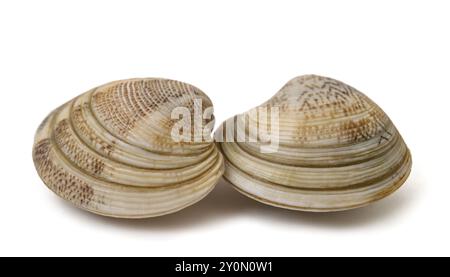 Clams isolated on white background Stock Photo
