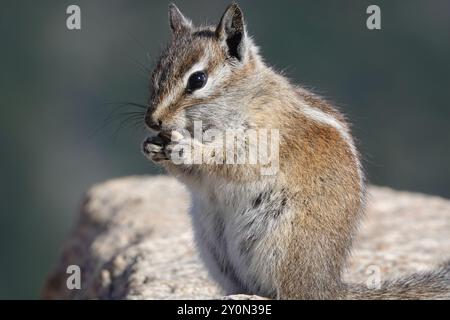 Wild Chipmunk Eating Stock Photo