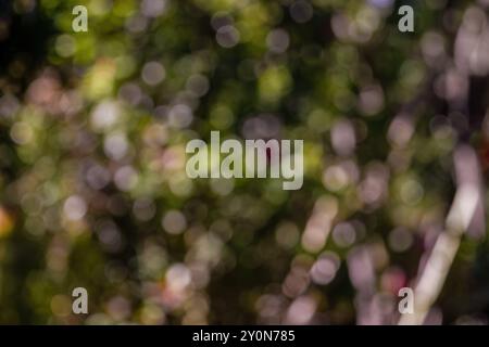 Abstract colorful background from a defocused photography of the vegetation of the forests, in the highlands of the Andean mountains of Colombia. Stock Photo