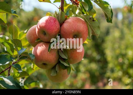 Ready apples on apple tree branches in garden are ripe for harvest, copy space. Organic fruit in garden concept Stock Photo