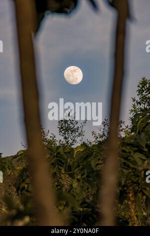 View between to branches of the crescent almost full moon rising over the Iguaque mountain, at sunset, in the eastern Andes of central Colombia. Stock Photo