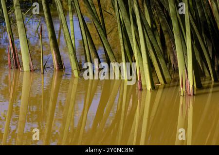 Close-up view of a the stems of papyrus plants reflecting on the water, in a garden near the colonial town of Villa de Leyva, in central Colombia. Stock Photo