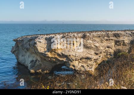 Bird colony rests on a cliff above the sea under a clear blue sky. Stock Photo