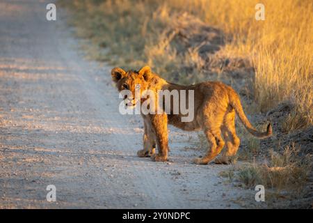 A small lion cub crossing the road close to the camera as the sun sets across the grassland of Etosha National Park, Namibia Stock Photo