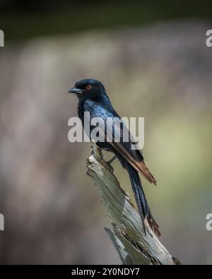 A close-up portrait of a fork-tailed drongo sat on the end of a piece of dead wood against a green background in Etosha, Namibia Stock Photo