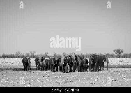 A black and white photo of a large herd of elephants at a waterhole in Etosha National Park, Namibia with plenty of negative space in the sky Stock Photo